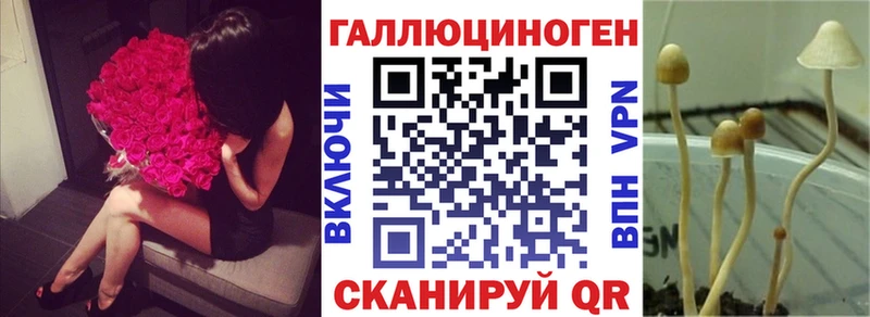 Галлюциногенные грибы Psilocybine cubensis  Сургут 