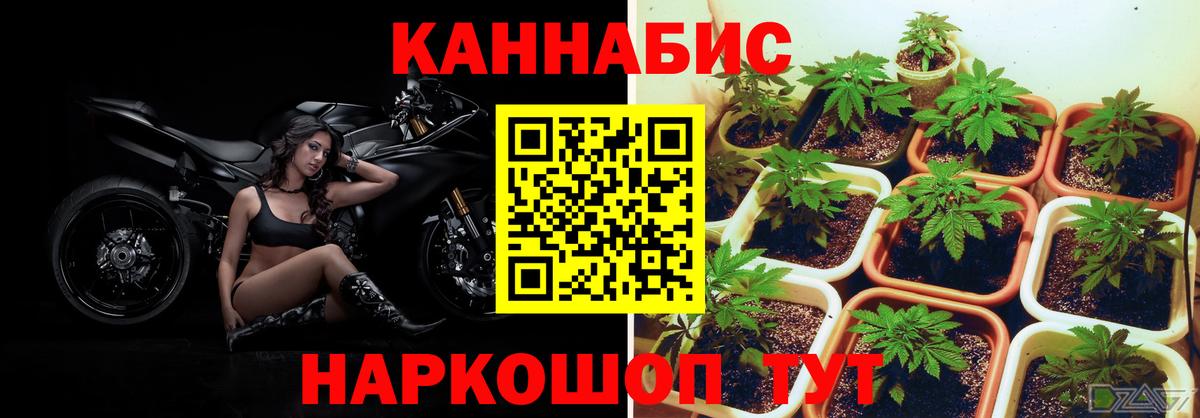 МАРИХУАНА конопля Сургут
